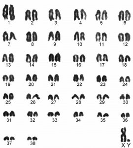 Karyotype of domestic dog