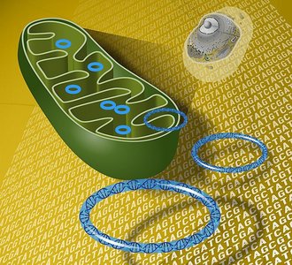 Mitochondrial DNA illustration