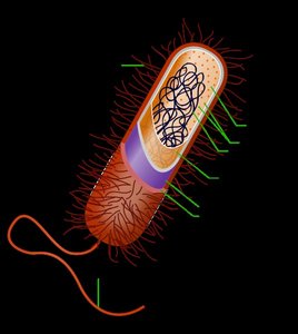 Diagram of a prokaryotic cell showing nucleoid region