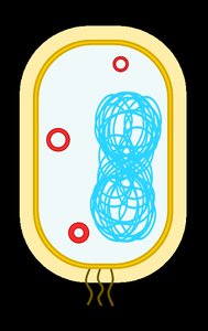 Simple diagram of a bacterium with circular DNA