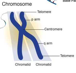 Diagram of chromosome with centromere, telomere, chromatids