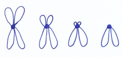 Drawings of metacentric, submetacentric, acrocentric, and telocentric chromosomes