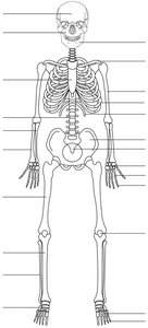 Diagram of the human skeleton for labeling
