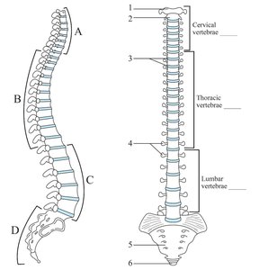 Normal and abnormal spinal curvatures