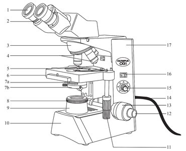 Labeled diagram of a compound microscope