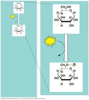 Hexokinase catalyzing phosphorylation of glucose