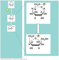 Phosphoglucoisomerase converting glucose-6-phosphate to fructose-6-phosphate