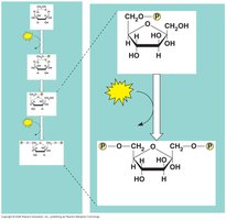 Phosphofructokinase forming fructose-1,6-bisphosphate