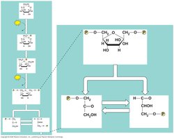 Aldolase and isomerase splitting fructose-1,6-bisphosphate