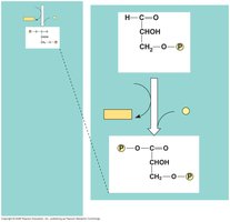 Triose phosphate dehydrogenase producing NADH