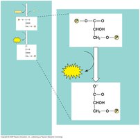 Phosphoglycerokinase producing ATP