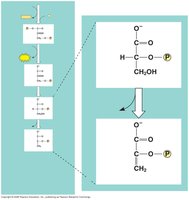 Enolase producing phosphoenolpyruvate