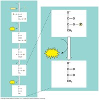 Pyruvate kinase producing pyruvate and ATP