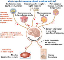 Steps linking sensory stimuli to animal activity