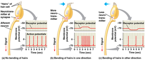Hair cell bundles and cochlear structure
