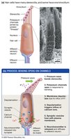 Hair cell transduction and receptor potentials