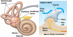 Hair cell structure and ion channel opening