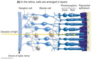 Vestibular system and semicircular canal structure