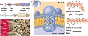 Retinal cell layers and photoreceptor arrangement