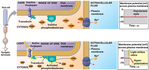 Opsin and rhodopsin structure and phototransduction