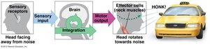 Phototransduction cascade and membrane potential changes