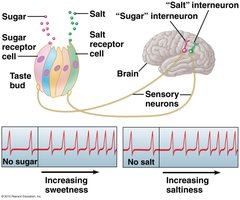 Taste bud receptor cells and neural coding