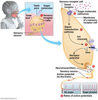 Sweet taste transduction pathway
