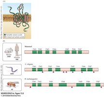 Odorant receptor gene family structure