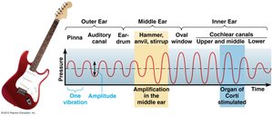 Sound wave transmission through the ear