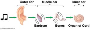 Pathway of sound from outer ear to organ of Corti