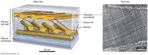 Structure of plant cell wall with cellulose microfibrils and pectins