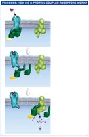 G protein-coupled receptor signaling mechanism