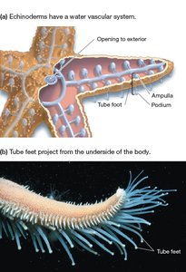 Echinoderm water vascular system and tube feet
