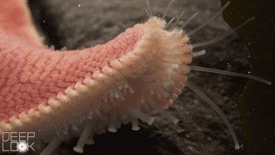 Tube feet of echinoderms