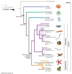 Phylogeny of Major Animal Phyla