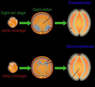 Embryonic development: Protostomes vs Deuterostomes