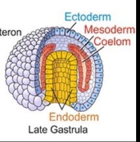 Late gastrula showing ectoderm, mesoderm, endoderm, and coelom