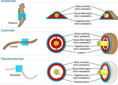 Comparison of acoelomate, coelomate, and pseudocoelomate body plans