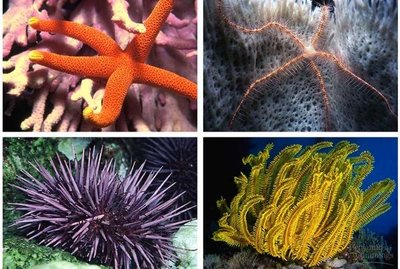 Major lineages of echinoderms: sea stars, brittle stars, sea urchins, feather stars