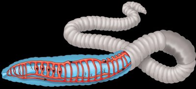 Fish circulatory system