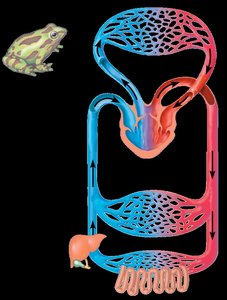 Amphibian circulatory system