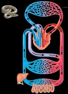 Reptile circulatory system