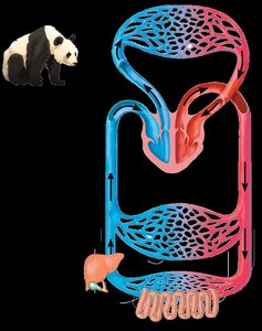 Mammal/bird circulatory system