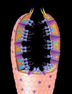 Cnidarian with gastrovascular cavity