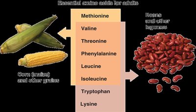 Essential amino acids from grains and legumes