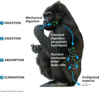 Diagram of food processing in a primate