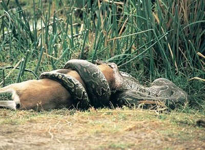 Ant substrate feeding on aphids