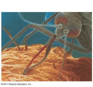 Whale suspension feeding