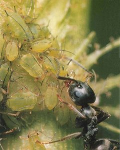 Insect tracheal system