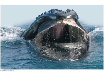 Diagram of a nephron in the vertebrate kidney